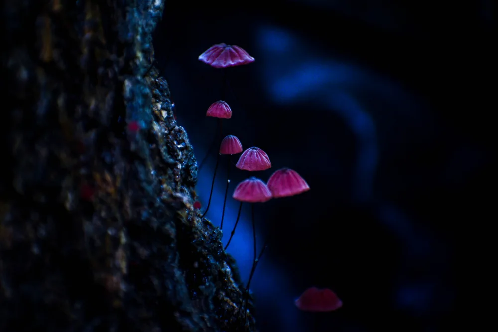 Khan, Raju: Mushrooms