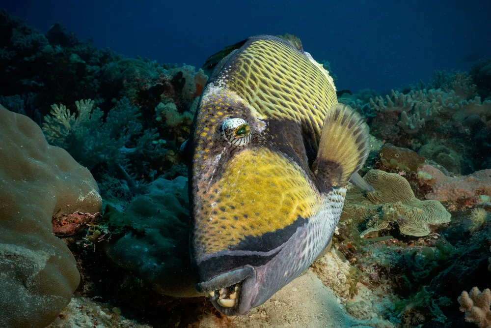 Melesan, Serge: Triggerfish