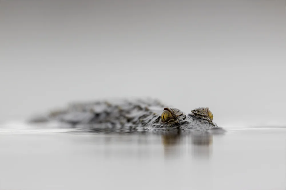 Catta, Alessandro: High Key Crocodile