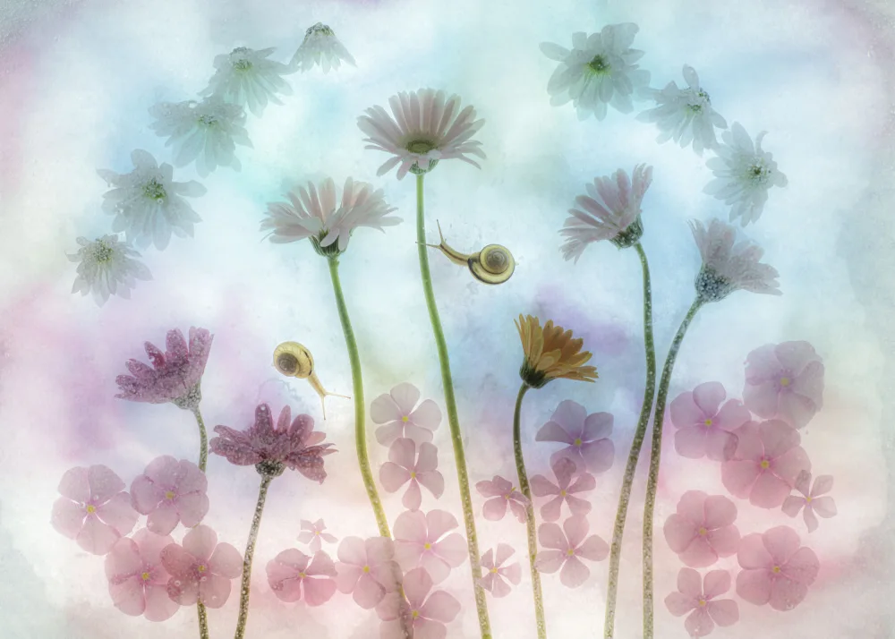 Miharu: pink dreams