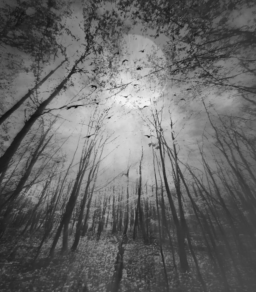 Fabrowski, Robert: Autumn Dreams...