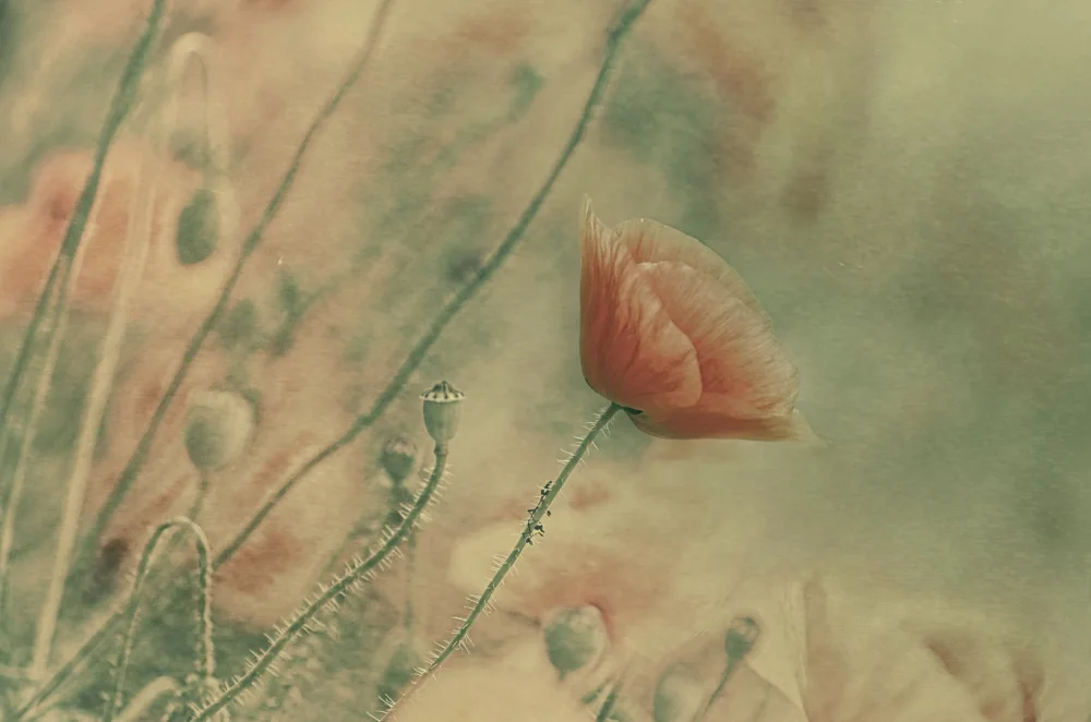 Ignatova, Desislava: Untitled