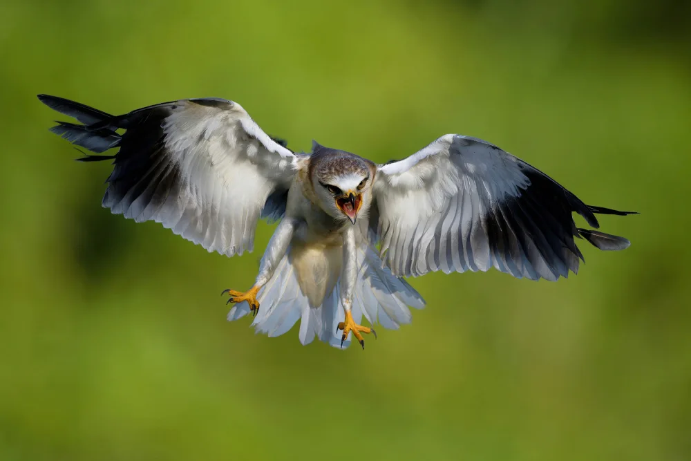 Lam, Gavin: Black-winged Kite