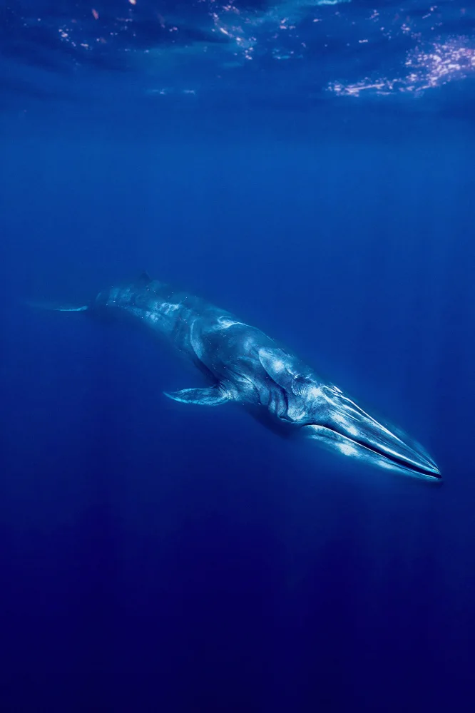Melesan, Serge: Omura Whale