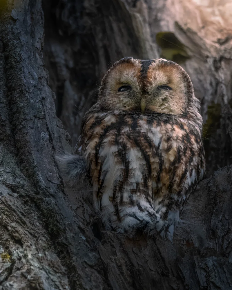 Lennartsson, Johan: Tawny Owl