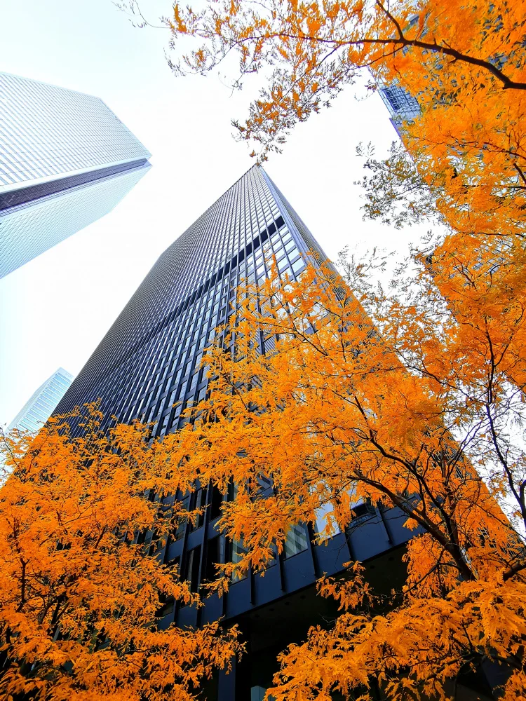 Jasmine: Autumn in the City