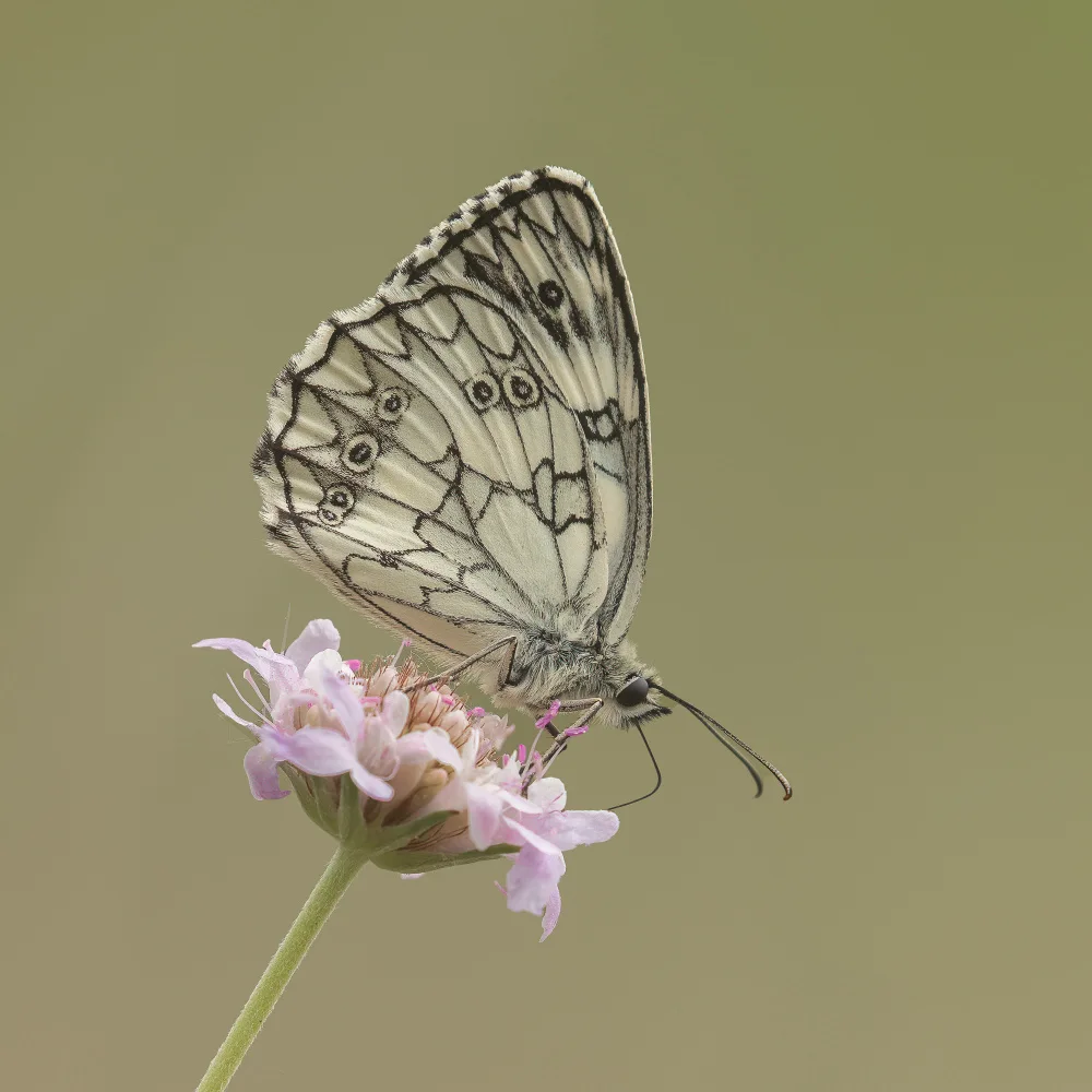 Keizer, Annie: Marbled white.