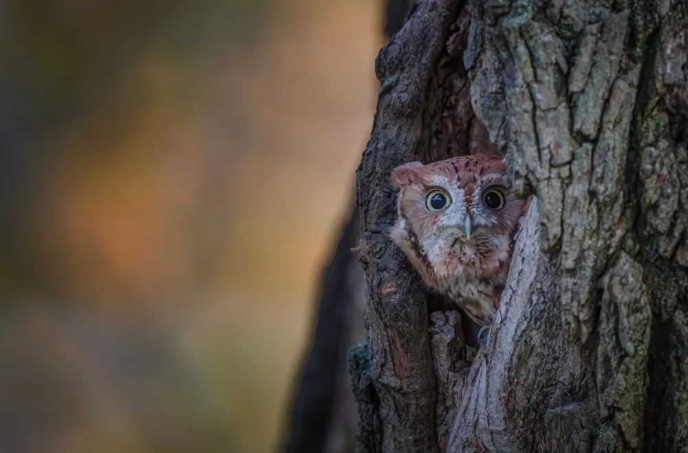 Wang, Max: Eastern Screech Owl
