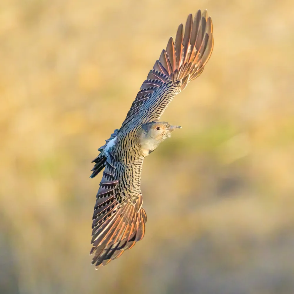 Wang, Moses: Northern flicker