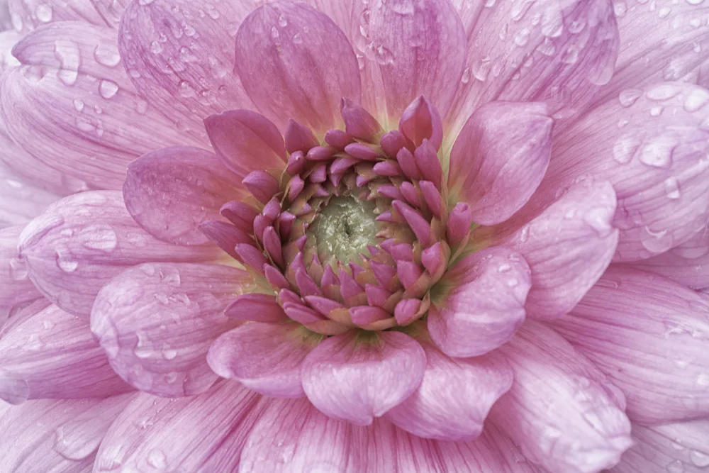 Stas, Marie-anne: Rainy Day