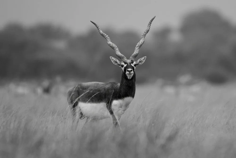 Singh, Navjot: A Black Buck In Rajasthan