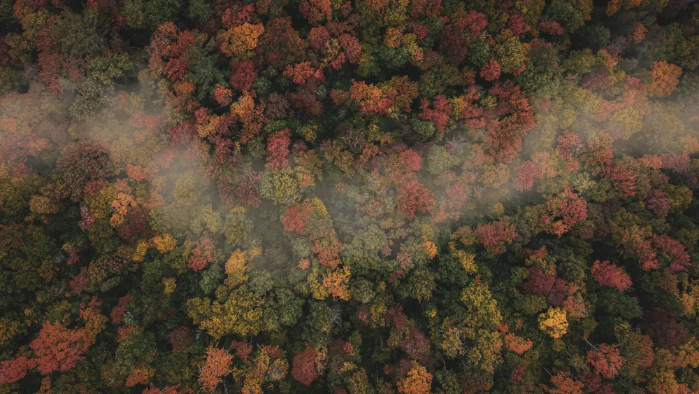 Wu, Carby: Automne brumeux