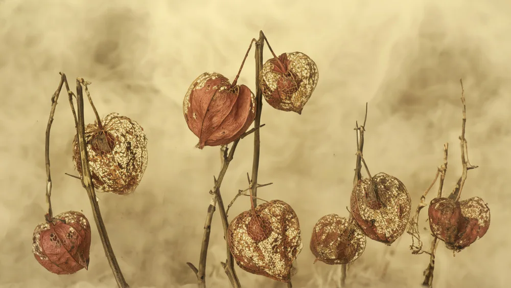 Stas, Marie-anne: Physalis 2