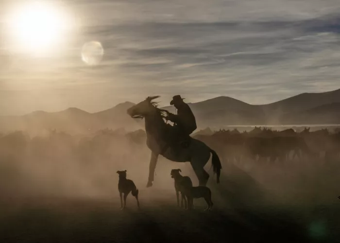 Spector, Corinne: Wild horses