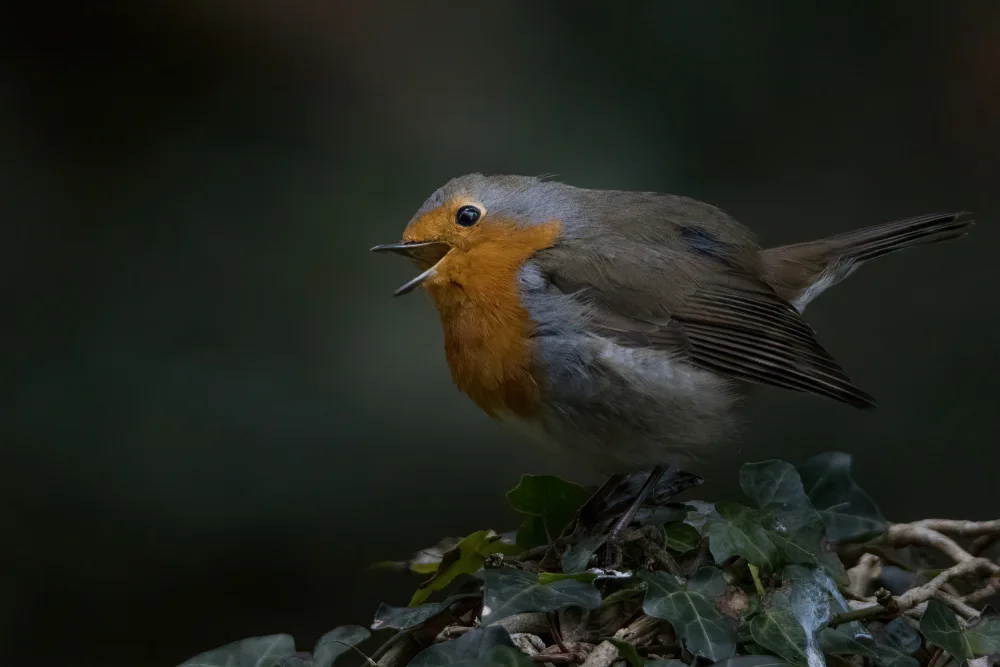 Patrick, alberti: Robin redbreast