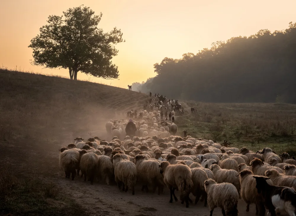 Prioteasa, Sebastian: Morning Start