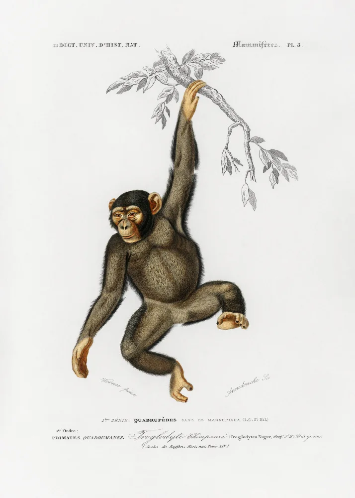 Orbigny, Charles Dessalines: Chimpangze