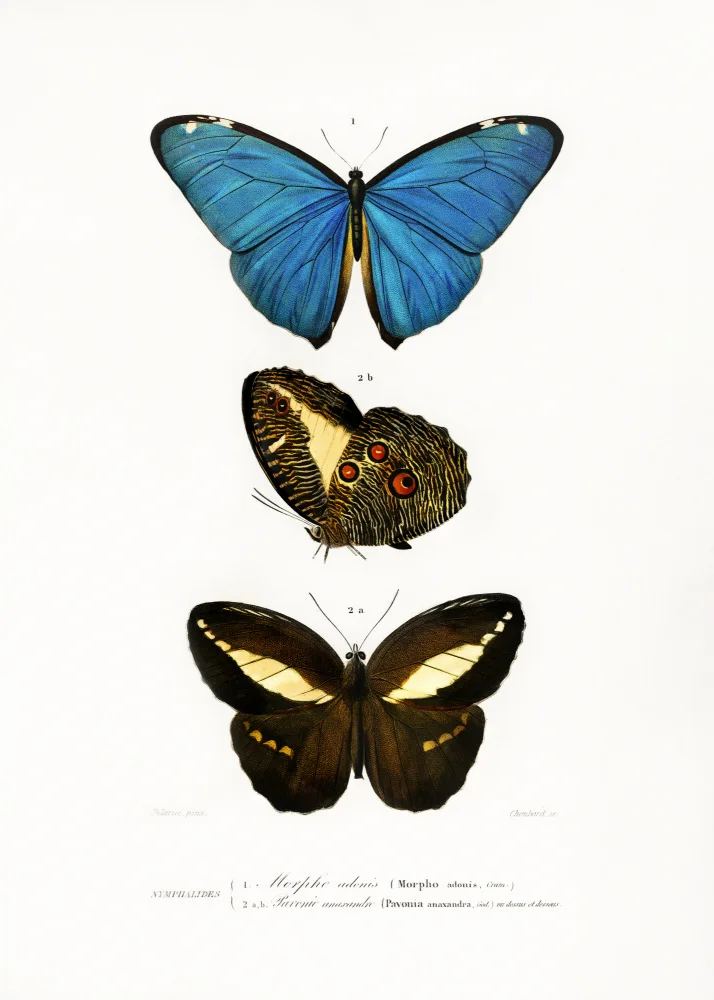 Orbigny, Charles Dessalines: Different Types of Butterflies II