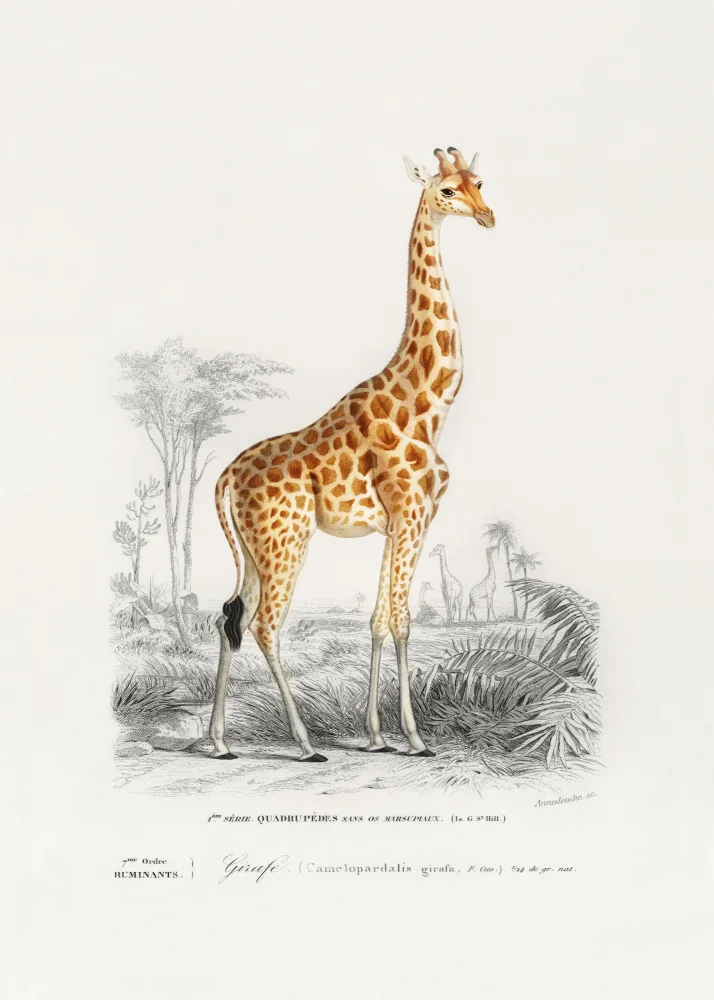 Orbigny, Charles Dessalines: Giraffe