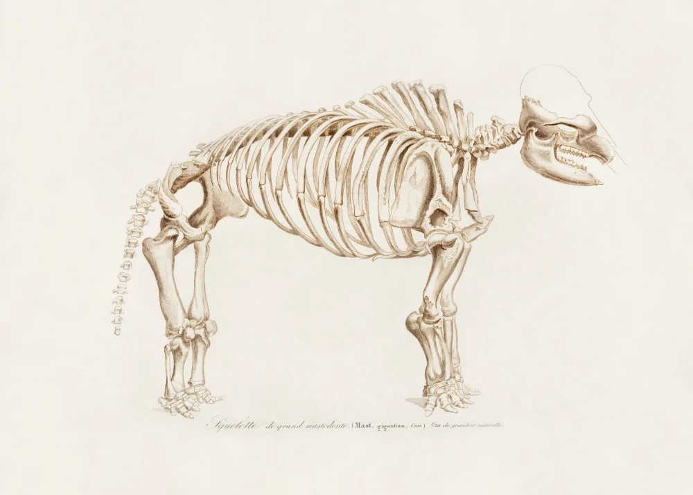 Orbigny, Charles Dessalines: Mamoth (mammut)