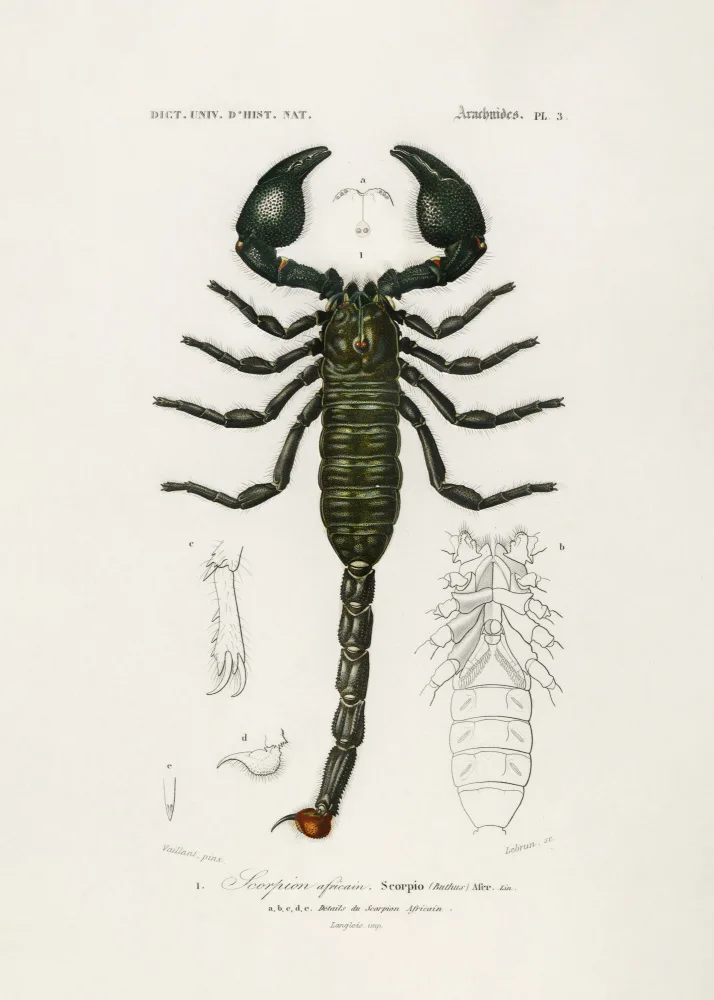 Orbigny, Charles Dessalines: The Emperor Scorpion