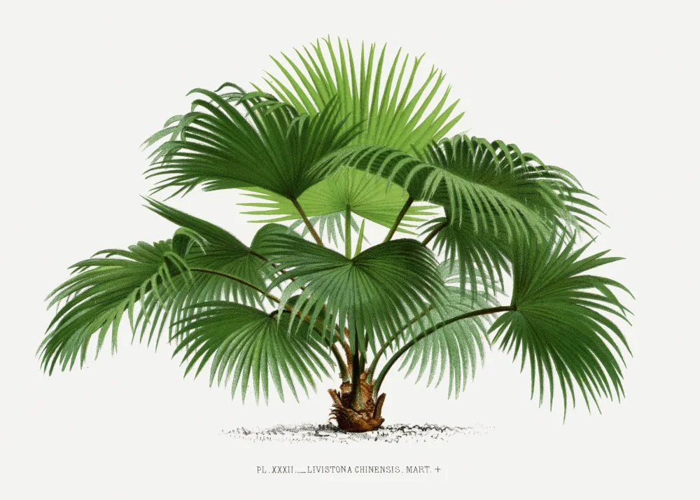 Histoire, Palmiers Les: Livistona C