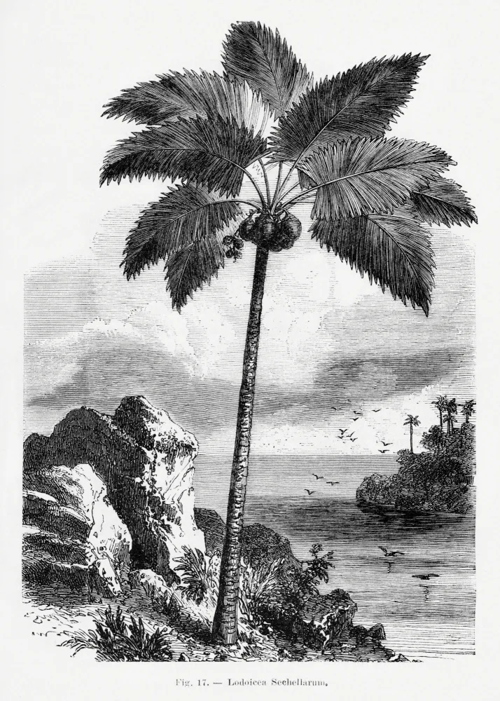 Histoire, Palmiers Les: Vintage Palm Tree Drawing I