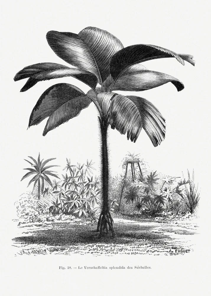 Histoire, Palmiers Les: Vintage Palm Tree Drawing Iii