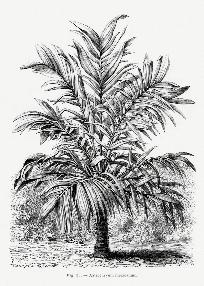 Histoire, Palmiers Les: Vintage Palm Tree Drawing Ix
