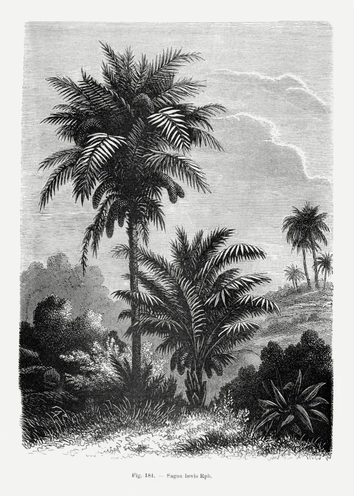 Histoire, Palmiers Les: Vintage Palm Tree Drawing V