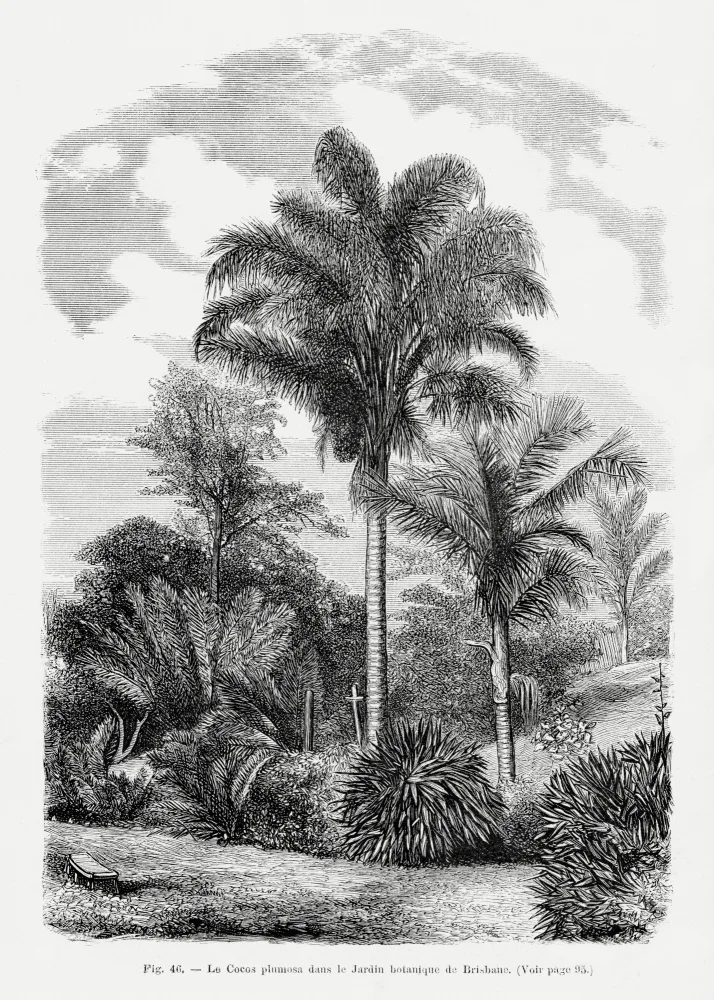 Histoire, Palmiers Les: Vintage Palm Tree Drawing Vi