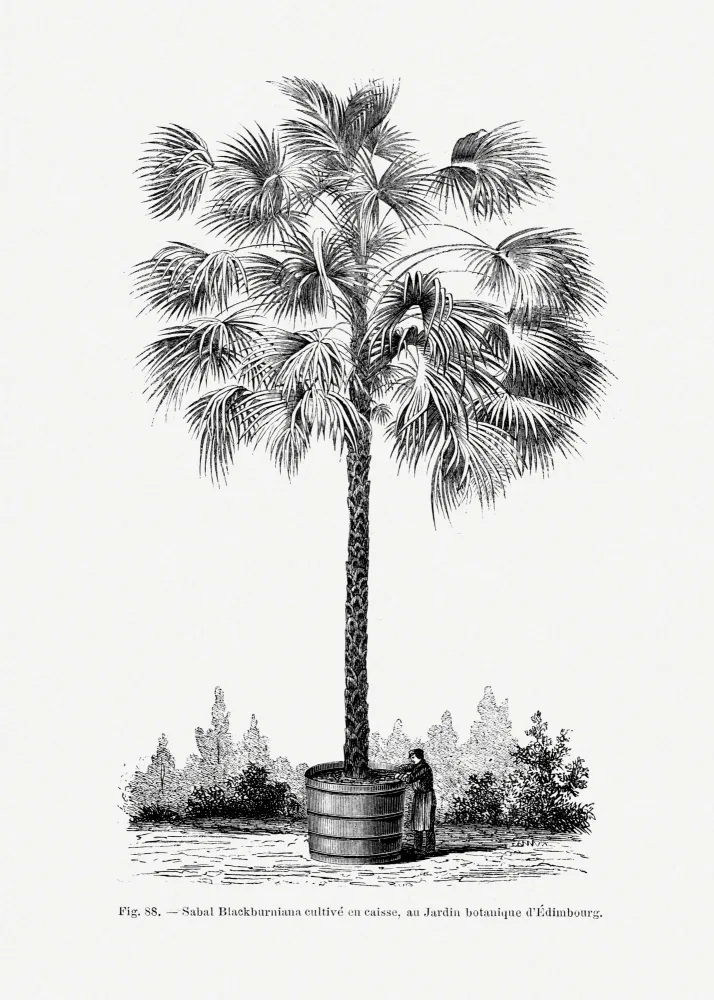 Histoire, Palmiers Les: Disegno X di una palma vintage