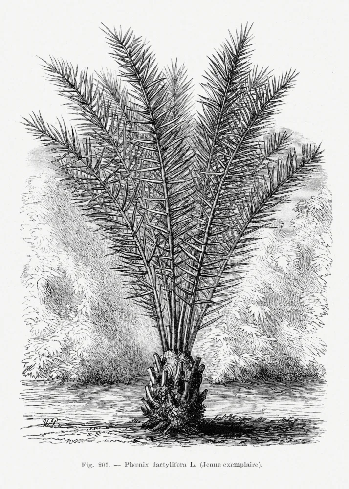 Histoire, Palmiers Les: Vintage Palm Tree Drawing Xiii