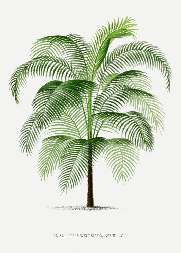 Histoire, Palmiers Les: Xi Cocos Weddeliana