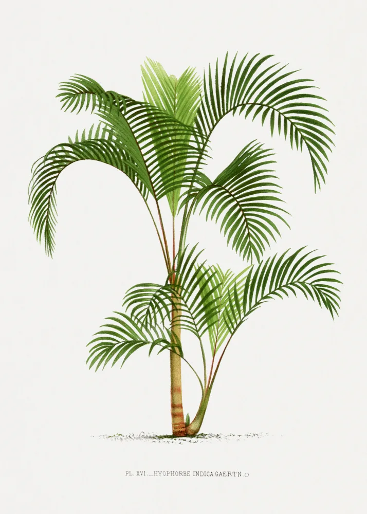 Histoire, Palmiers Les: Xvi Hyophorbe I