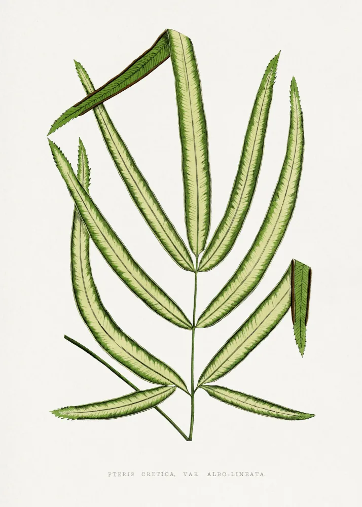 a, Plantes Les: Pteris Cretica Leaf Illustration