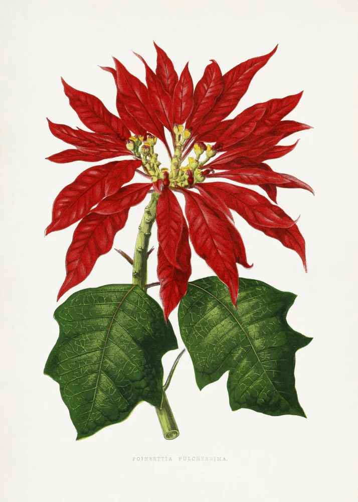 a, Plantes Les: Poinsettia Pulcherrima Leaf Illustration