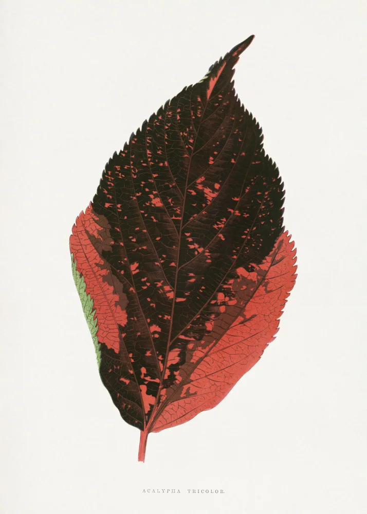 a, Plantes Les: Acalypha Tricolor Leaf Illustration
