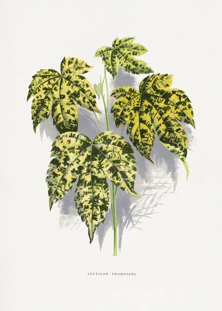 a, Plantes Les: Abutilon Thompsoni Leaf Illustration