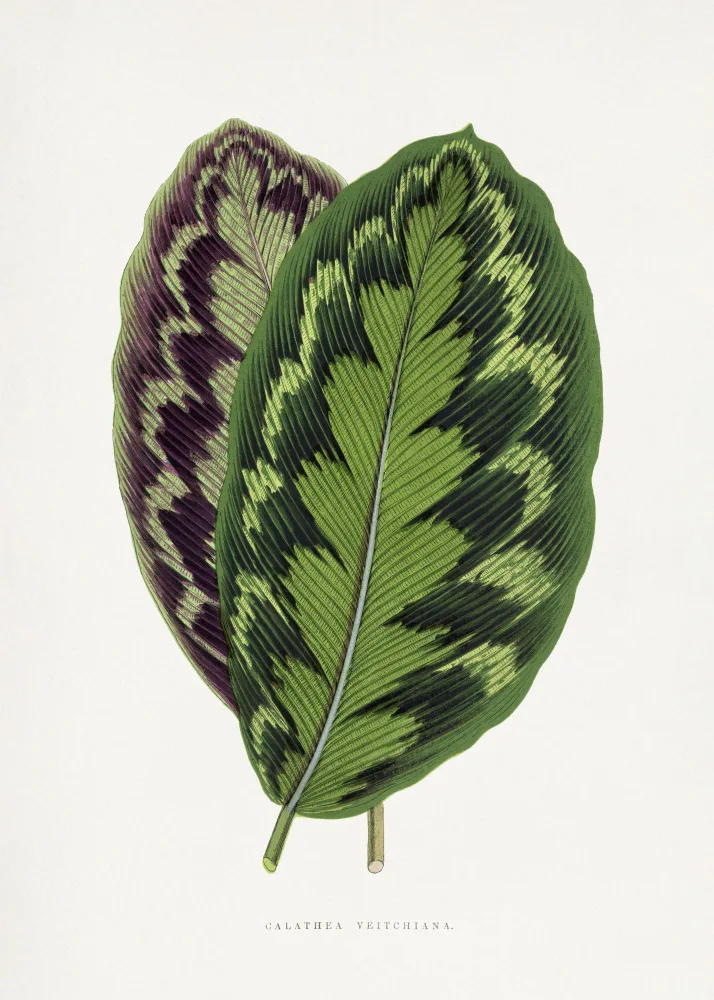 a, Plantes Les: Illustration de feuille de Calathea Veitchiana