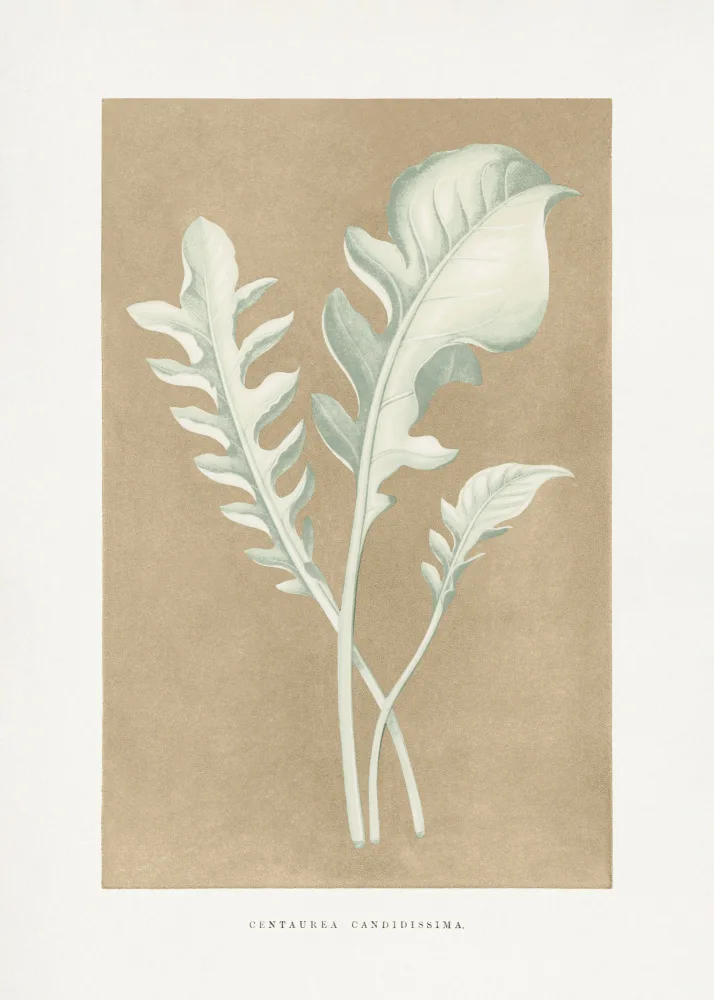 a, Plantes Les: Centaurea Candidissima Leaf Illustration