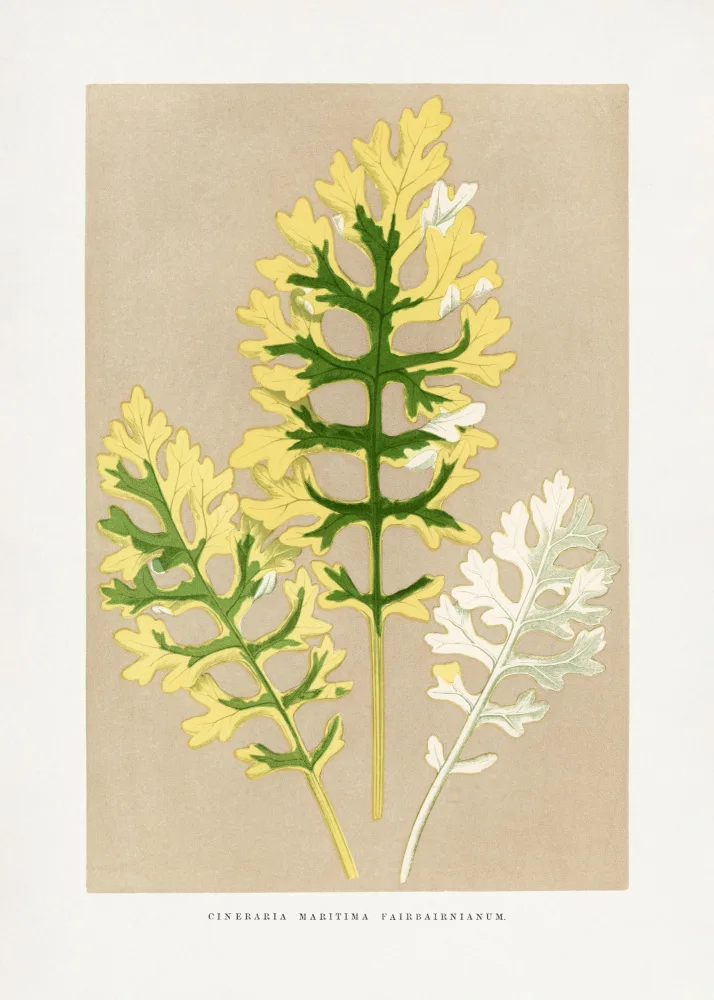 a, Plantes Les: Cineraria Maritima Fairbairnianum Feuille Illustration