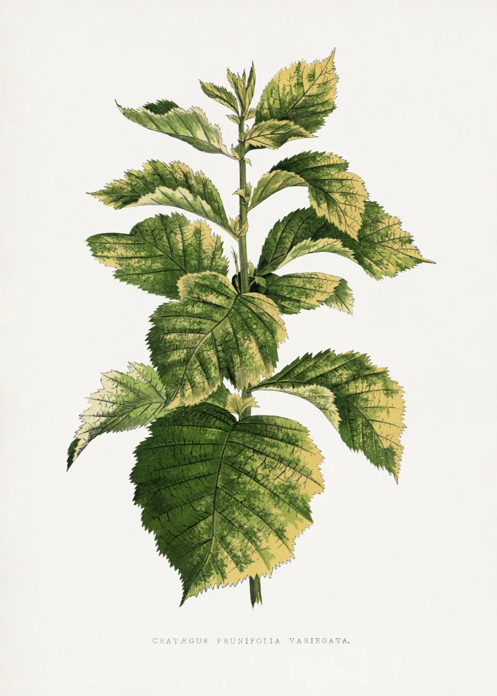 a, Plantes Les: Common Hawnthorn Leaf Illustration
