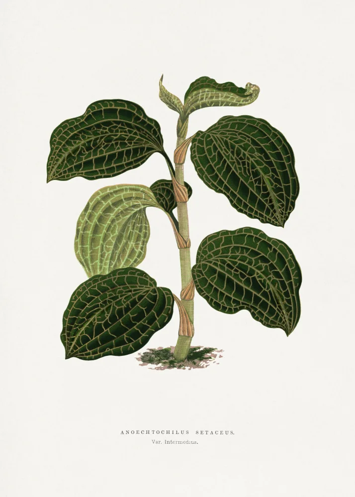 a, Plantes Les: Green Anoechtochilus Setaceus Leaf Illustration