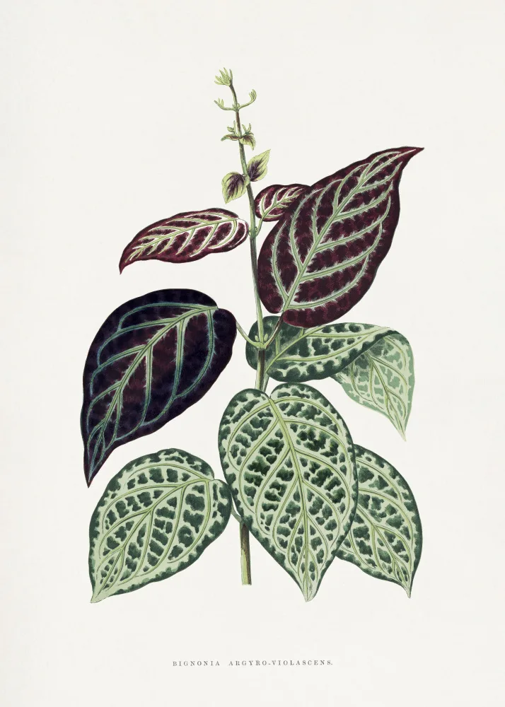 a, Plantes Les: Green Bignonia Argyro Violascens Leaf Illustration