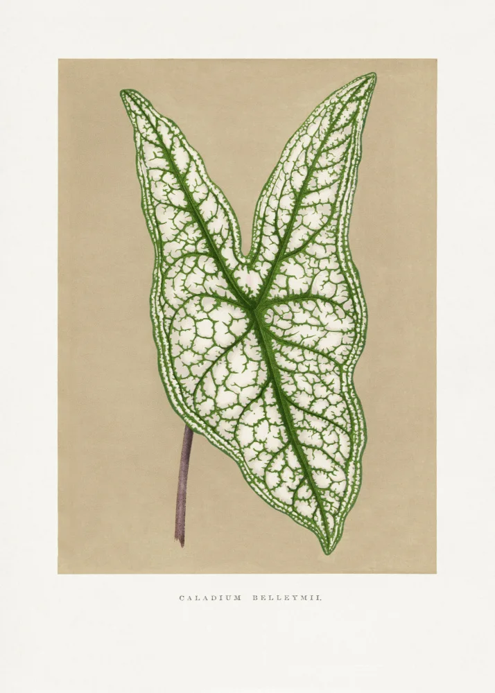 a, Plantes Les: Green Caladium Belleymii Leaf Illustration