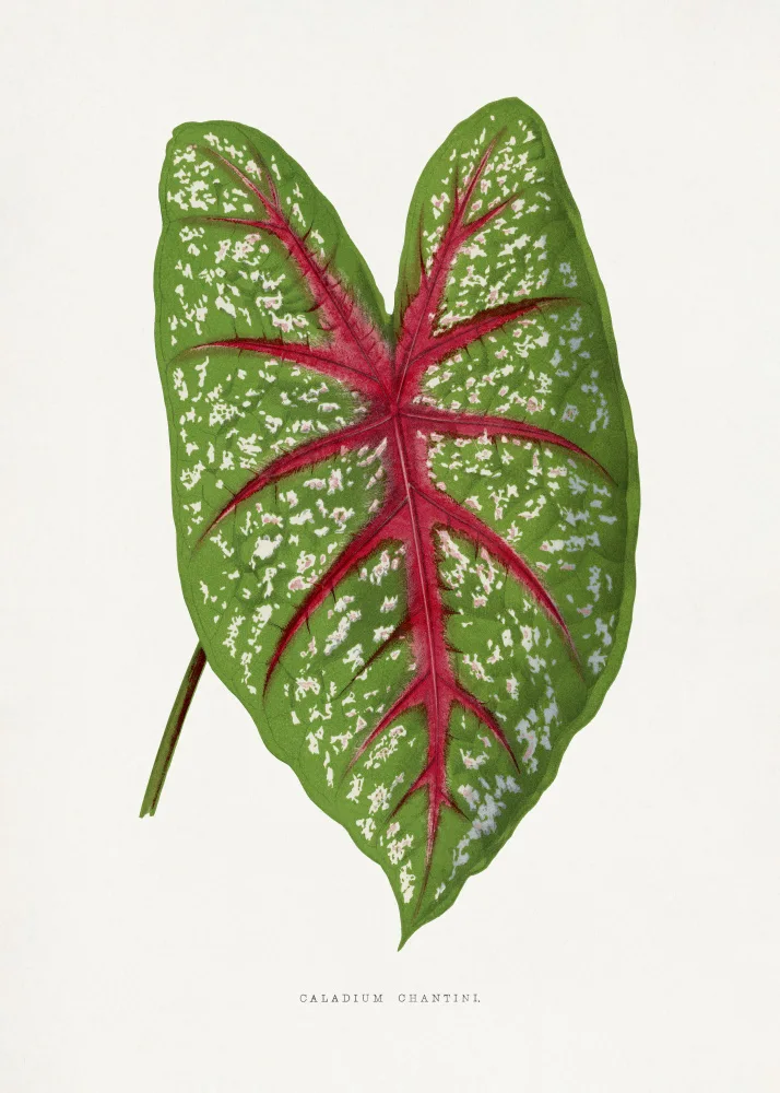 a, Plantes Les: Green Caladium Chantini Leaf Illustration