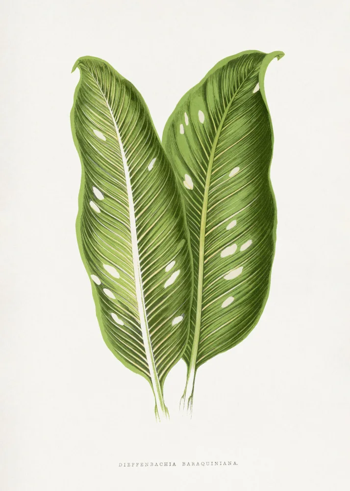a, Plantes Les: Green Dieffenbachia Baraquiniana Leaf Illustration