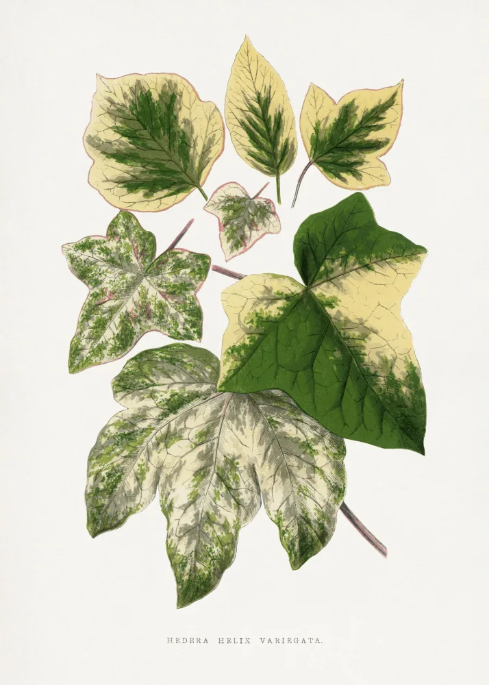 a, Plantes Les: Green Leaf Illustration