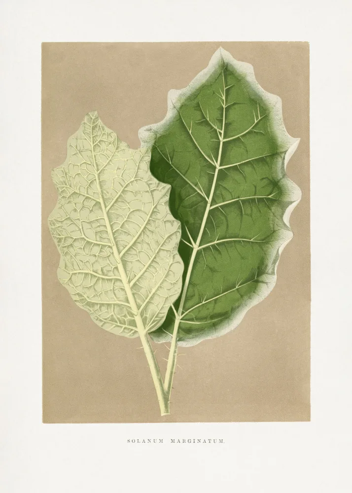a, Plantes Les: Green Solanum Marginatum Leaf Illustration